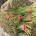 精品韭菜【山东大叶韭菜】支持视频看货，可发往全国市场！