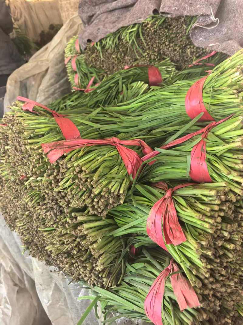 精品韭菜【山东大叶韭菜】支持视频看货，可发往全国市场！