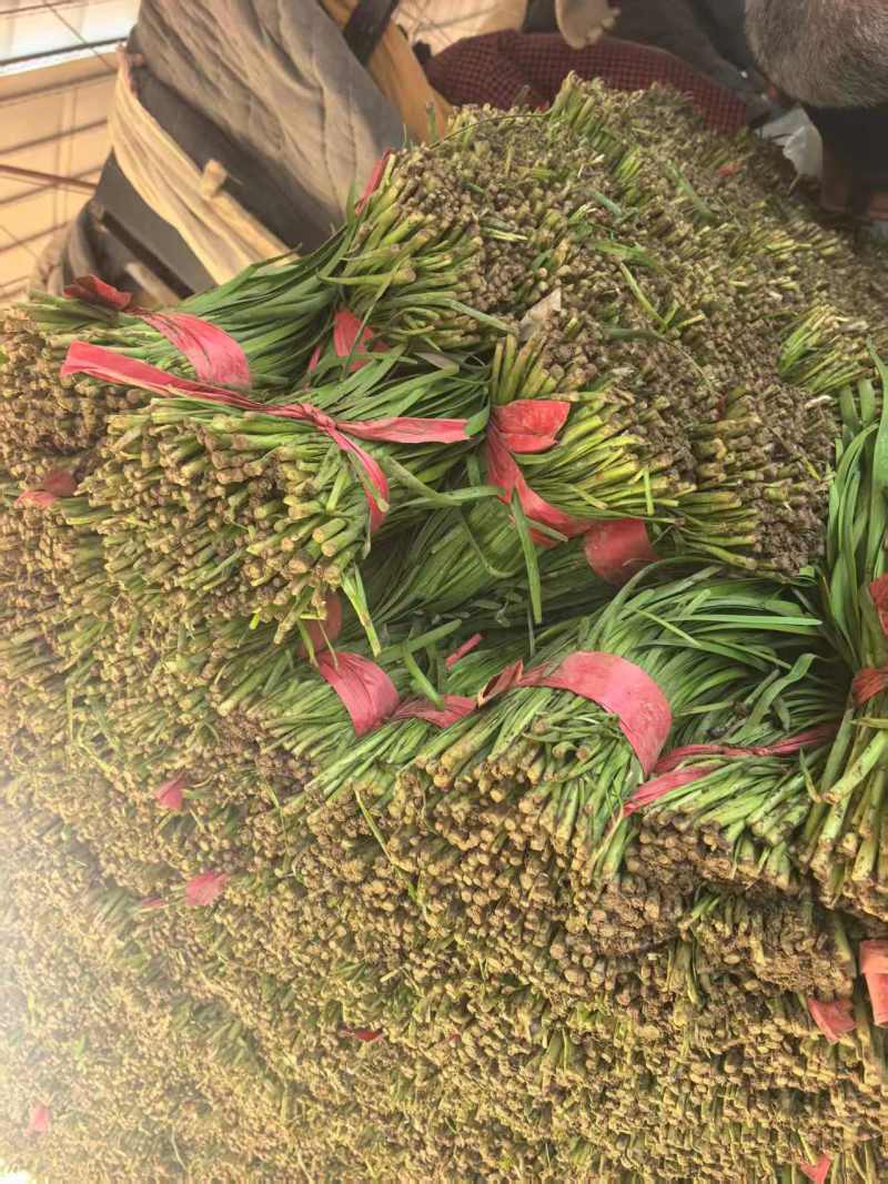 精品韭菜【山东大叶韭菜】支持视频看货，可发往全国市场！