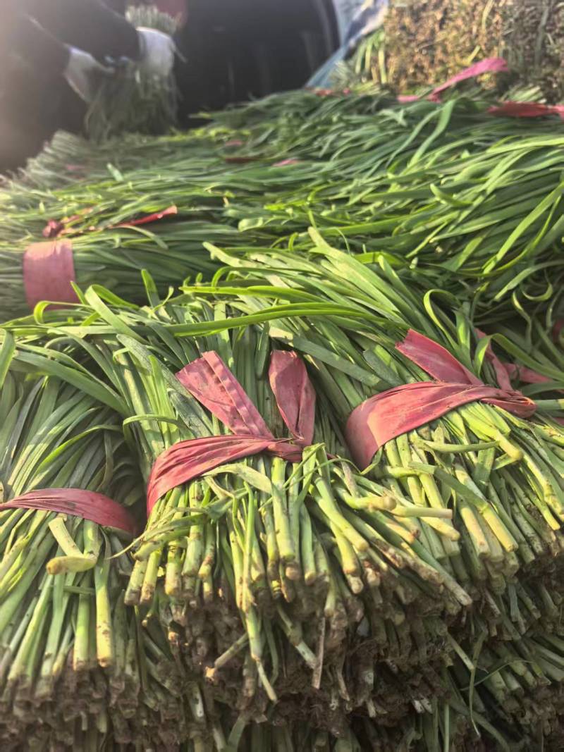 精品韭菜【山东大叶韭菜】支持视频看货，可发往全国市场！