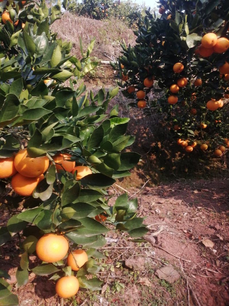 湖南，怀化，芷江。橙子，冰糖橙