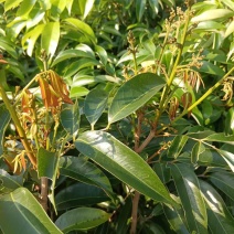 仙桃荔