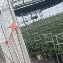 花香蓝莓产地批发供应全国当日达l25f11f6