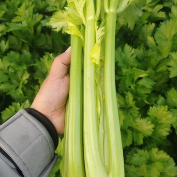 大棚精品西芹