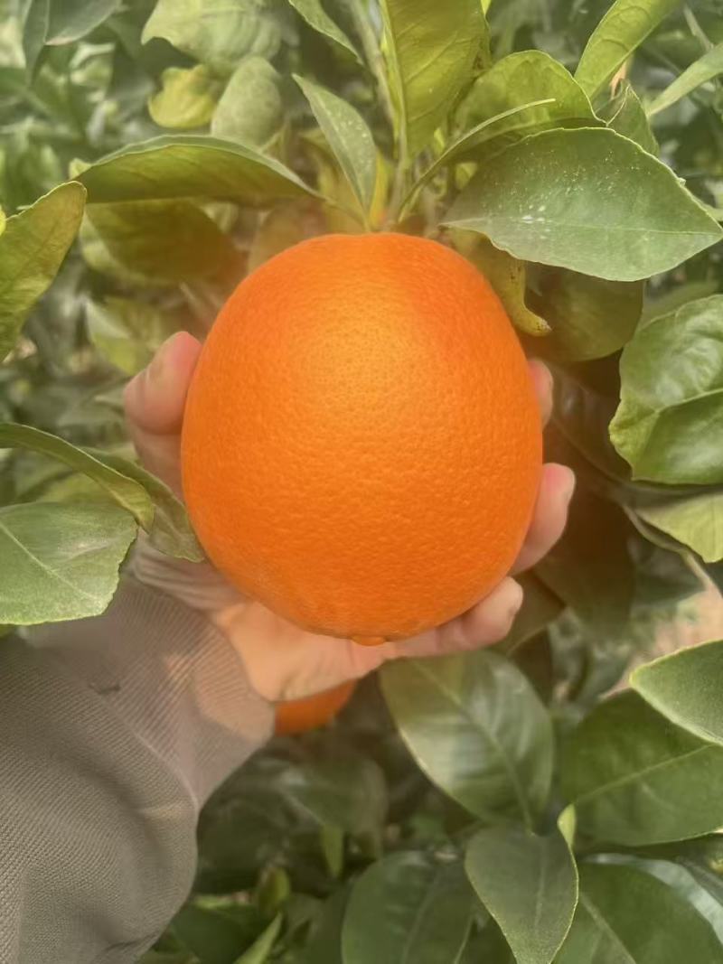 精品纽荷尔