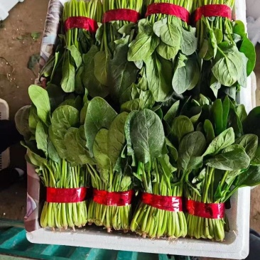 菠菜，大叶越冬菠菜，对接市场，商超，档口共同发展