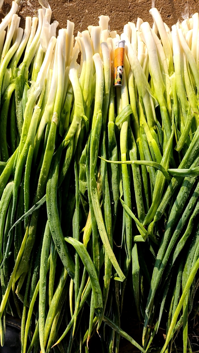 对接脱水厂食品厂