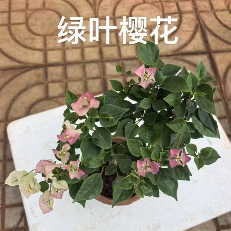 《三角梅》绿樱三角梅/各种规格颜色都有/基地直发