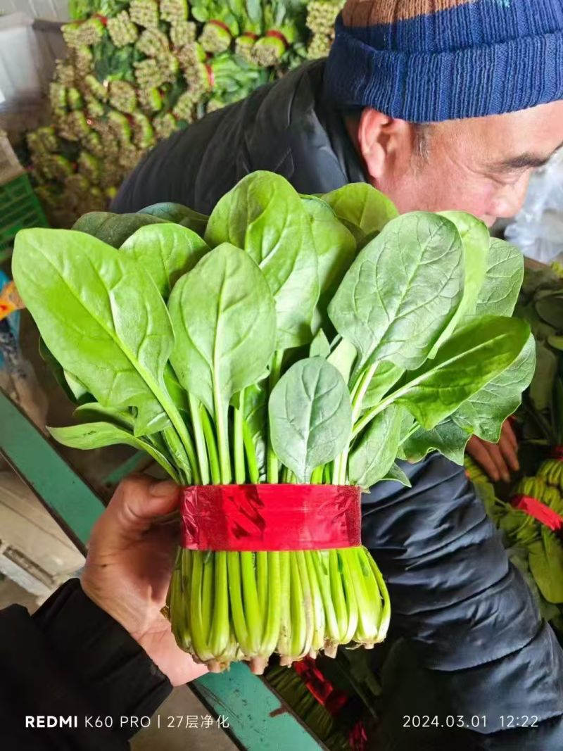 菠菜，大叶越冬菠菜，对接市场，商超，档口共同发展
