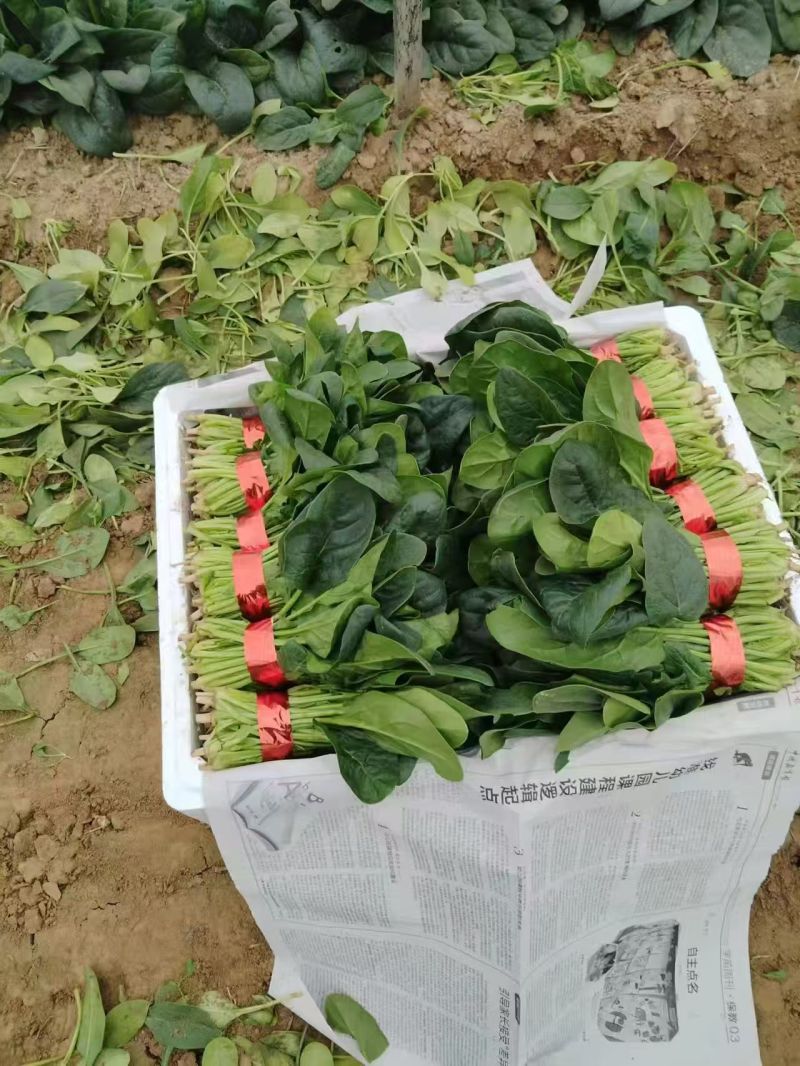 菠菜，大叶越冬菠菜，对接市场，商超，档口共同发展