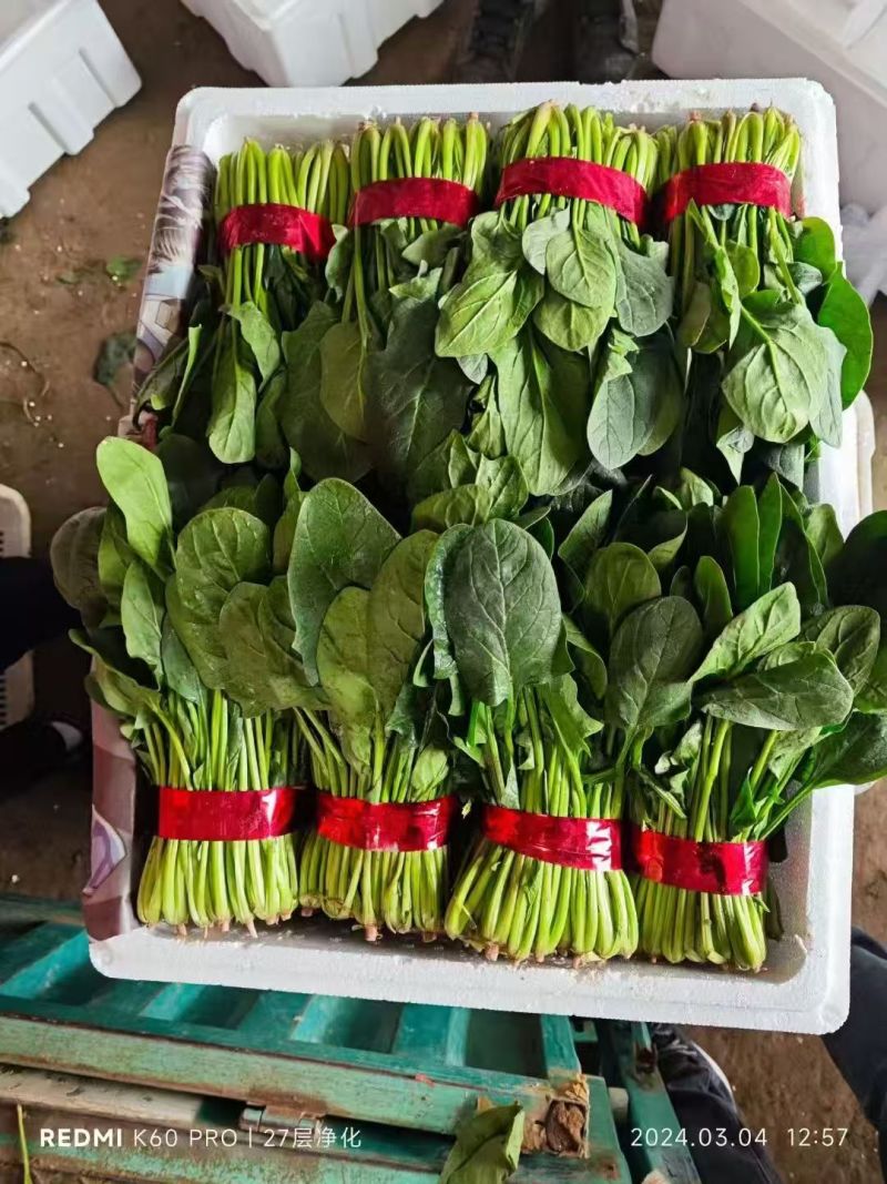 菠菜，大叶越冬菠菜，对接市场，商超，档口共同发展