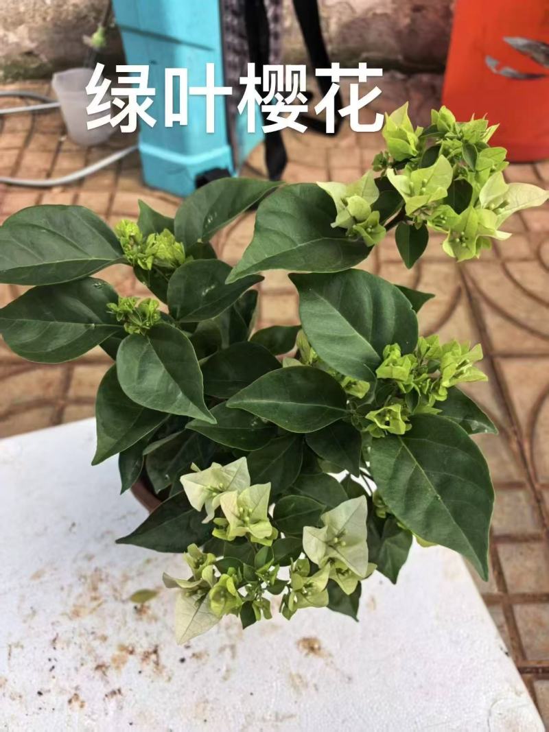 《三角梅》绿樱三角梅/各种规格颜色都有/基地直发