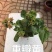 《三角梅》绿樱三角梅/各种规格颜色都有/基地直发