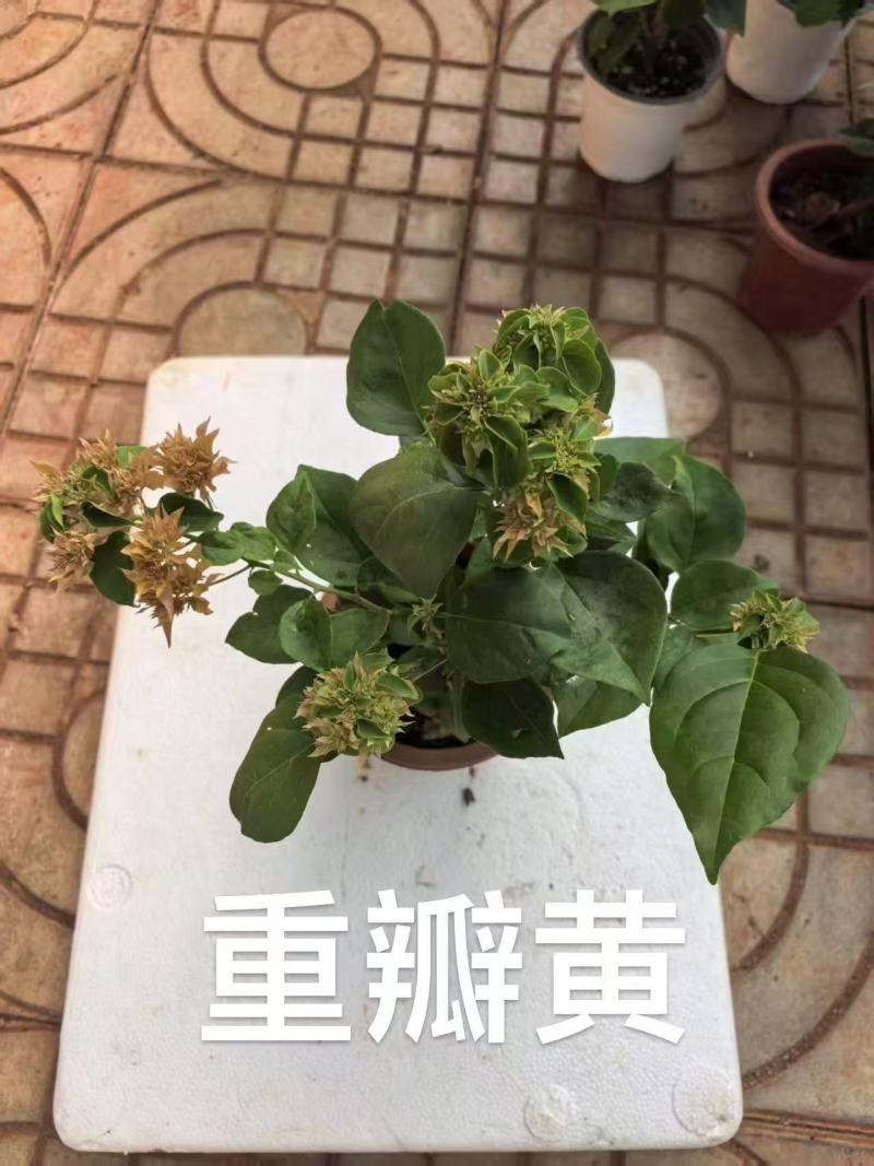 《三角梅》绿樱三角梅/各种规格颜色都有/基地直发