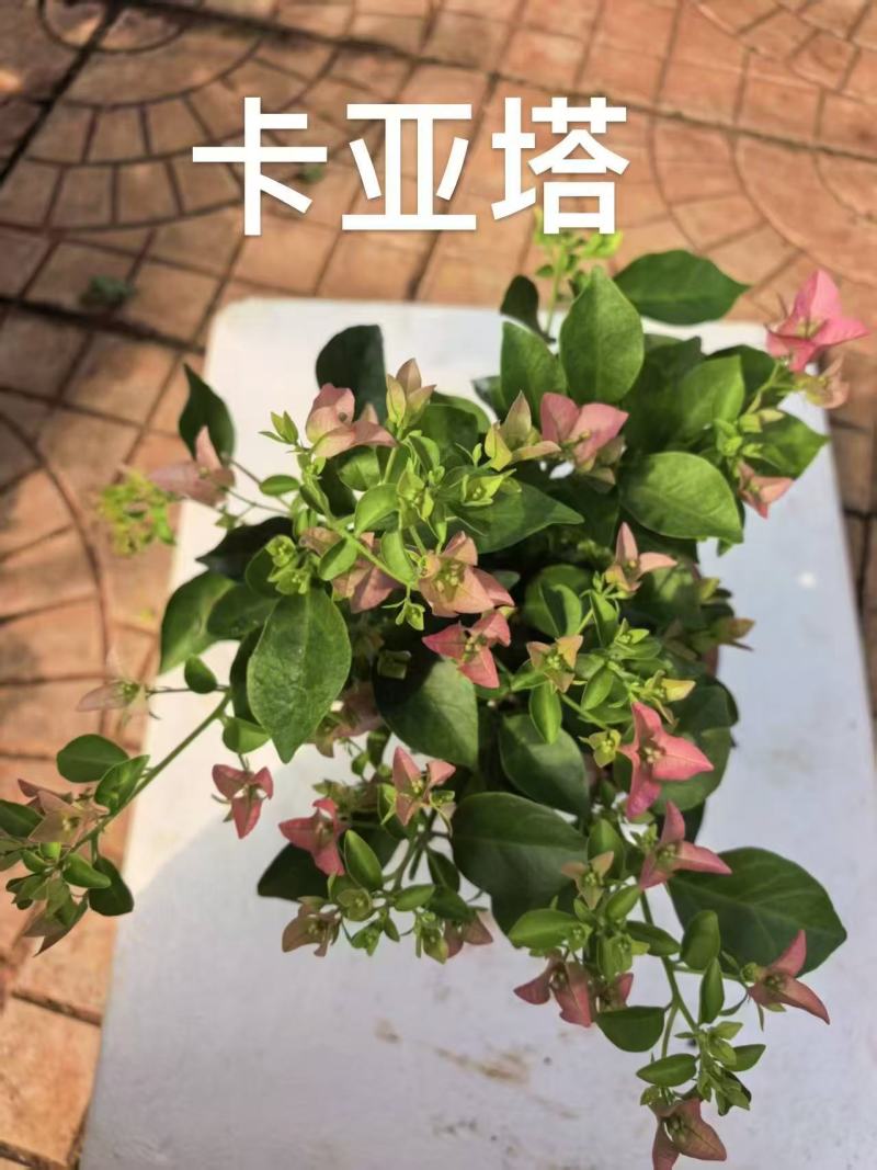 《三角梅》粉三角梅/各种规格颜色都有/基地直发