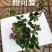 《三角梅》粉三角梅/各种规格颜色都有/基地直发