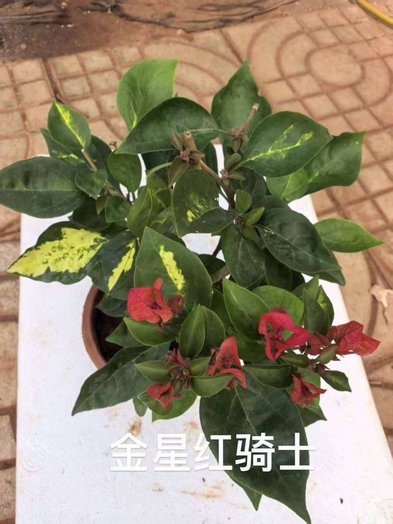 《三角梅》粉三角梅/各种规格颜色都有/基地直发