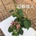 《三角梅》粉三角梅/各种规格颜色都有/基地直发