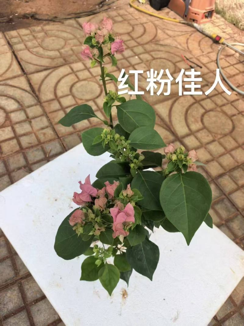 《三角梅》粉三角梅/各种规格颜色都有/基地直发