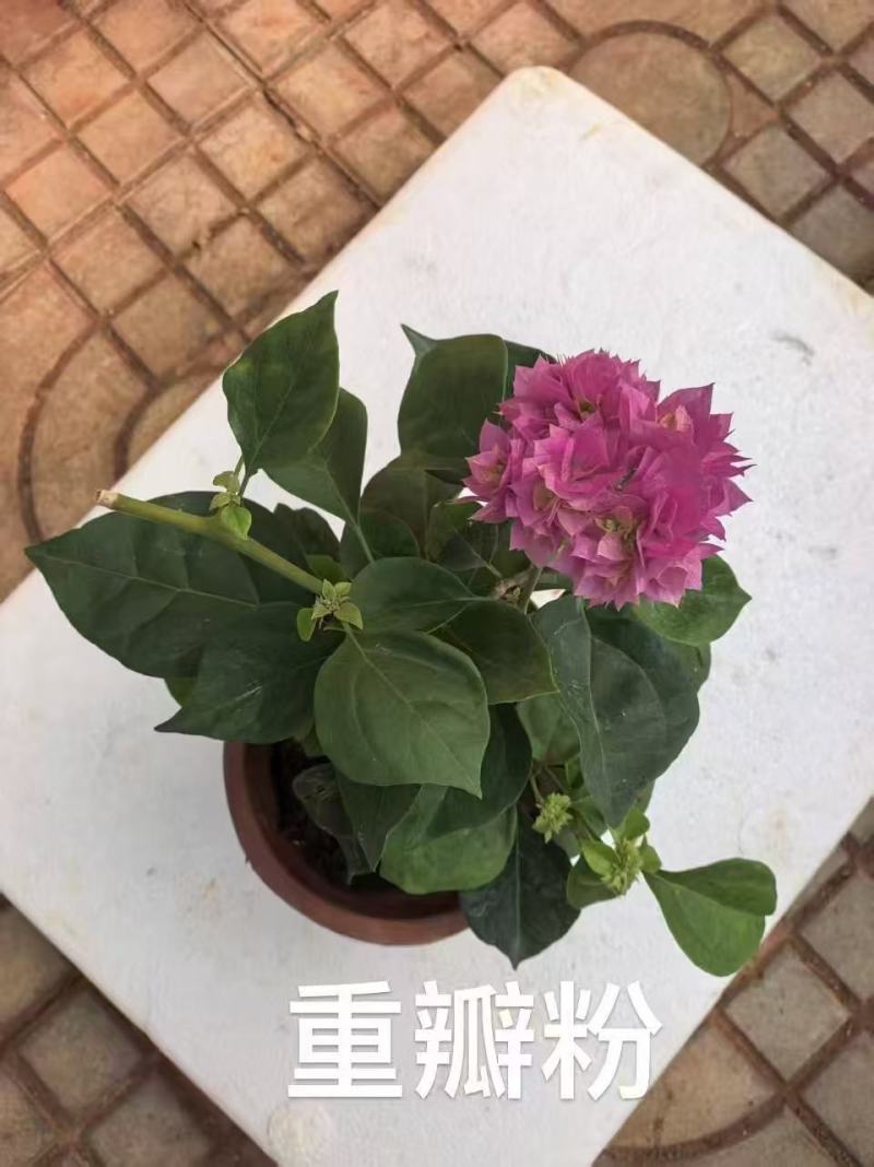 《三角梅》粉三角梅/各种规格颜色都有/基地直发
