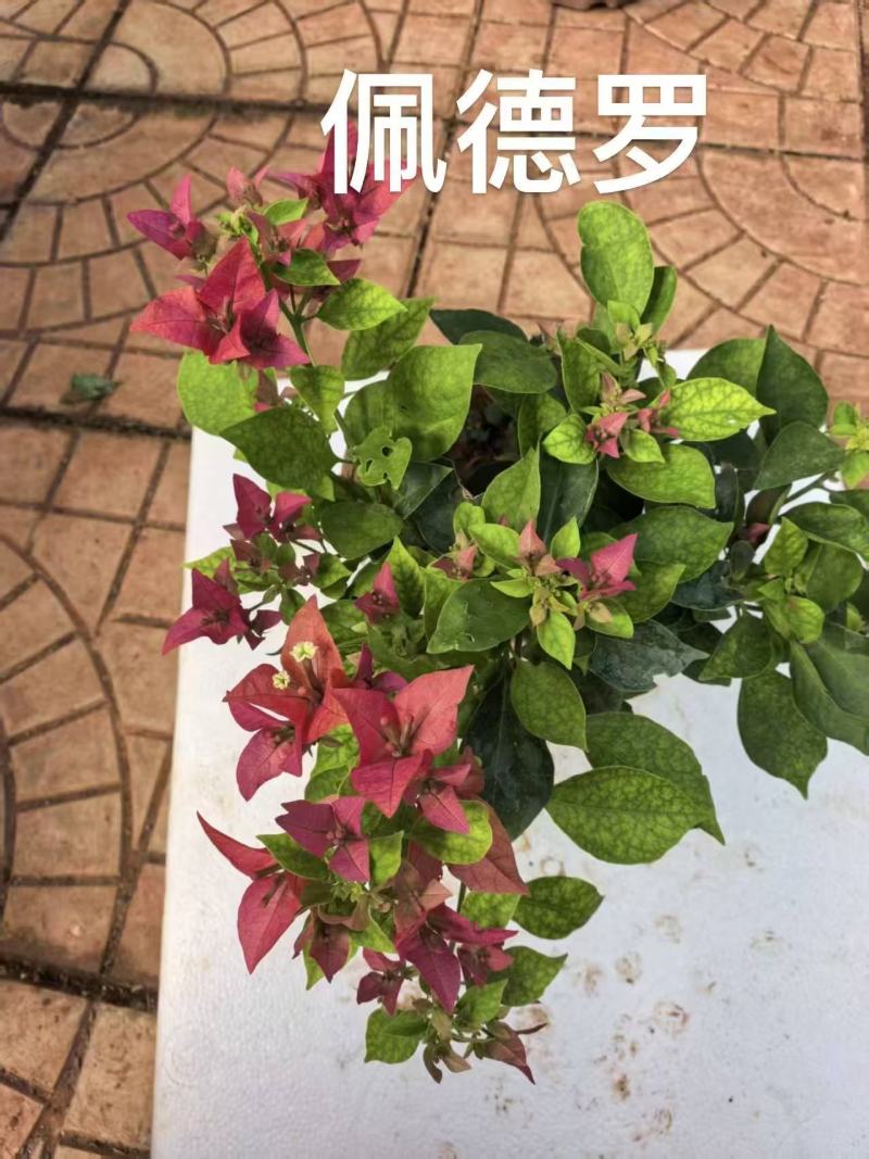 《三角梅》粉三角梅/各种规格颜色都有/基地直发