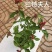 《三角梅》粉三角梅/各种规格颜色都有/基地直发