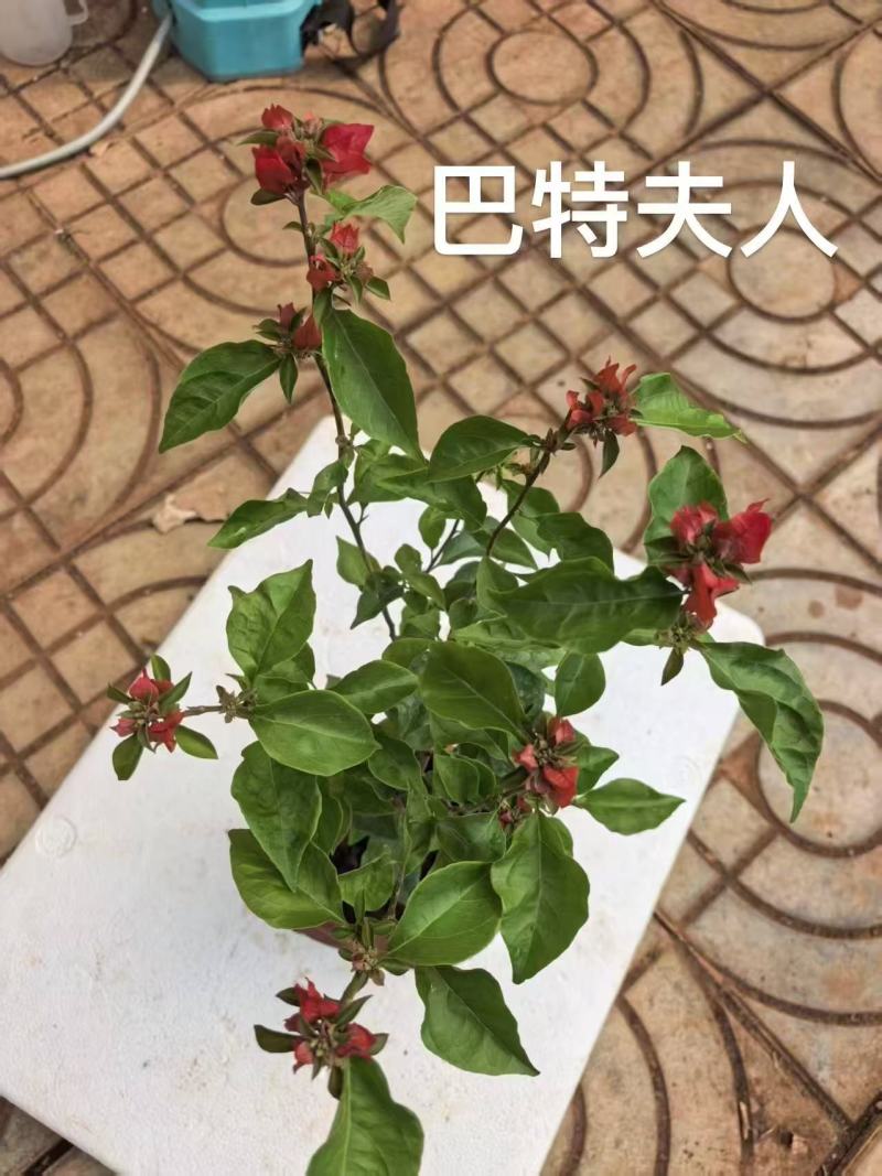 《三角梅》粉三角梅/各种规格颜色都有/基地直发