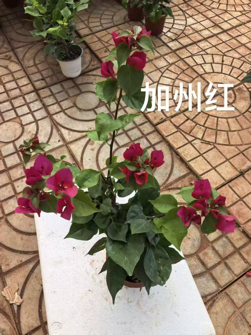 《三角梅》粉三角梅/各种规格颜色都有/基地直发