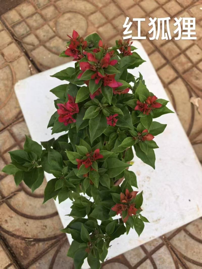 《三角梅》粉三角梅/各种规格颜色都有/基地直发
