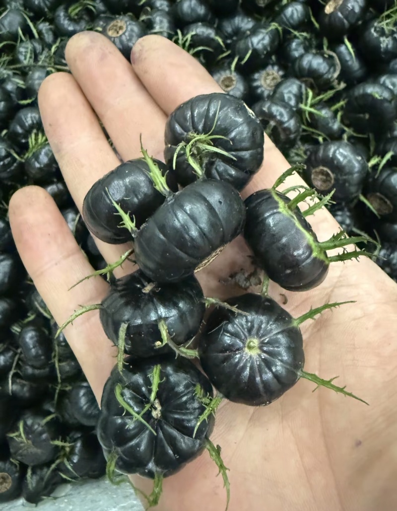 云南红果参批发