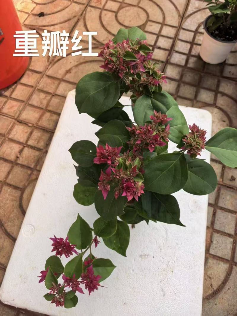 《三角梅》三角梅/各种规格颜色都有/基地直发