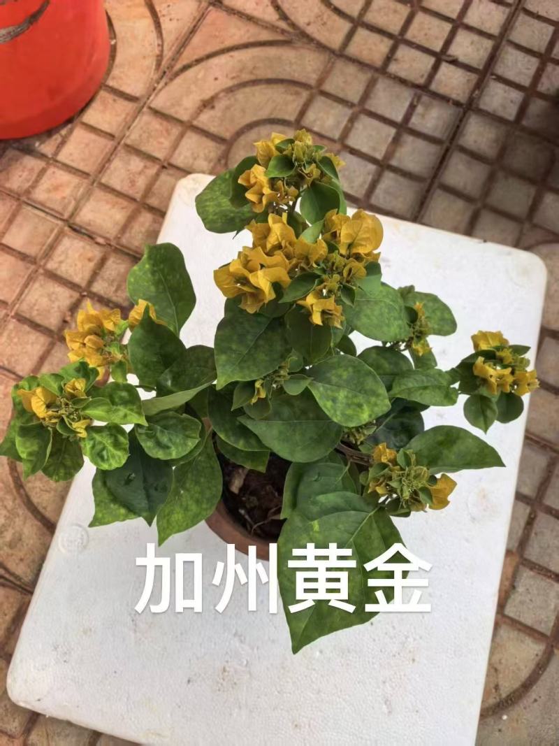 《三角梅》三角梅/各种规格颜色都有/基地直发