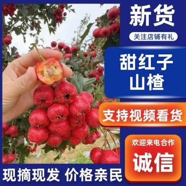 泰安甜红子山楂大量上市规格齐全皮薄肉糯欢迎来电咨询