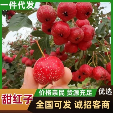 【一件代发】山东泰安甜红子山楂产地直发规格齐全