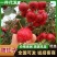 【一件代发】山东泰安甜红子山楂产地直发规格齐全