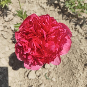 芍药