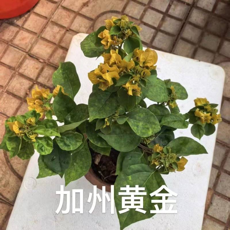 《三角梅》三角梅/各种规格颜色都有/基地直发