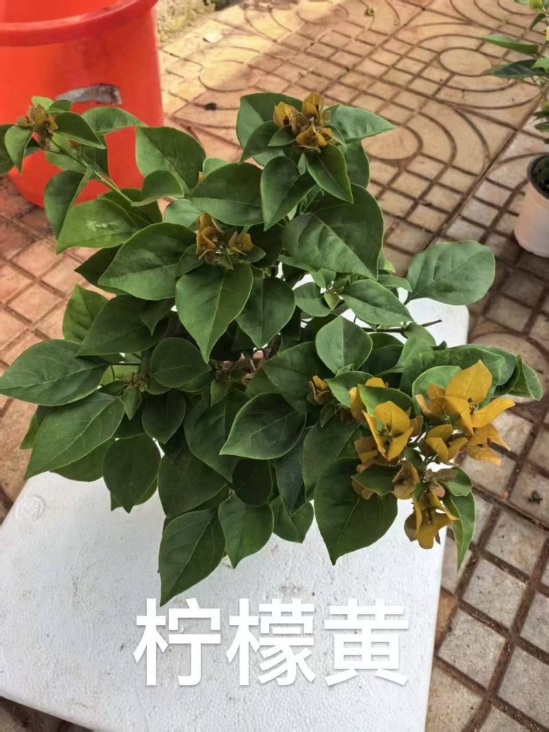 《三角梅》云南三角梅基地/各种规格颜色都有/基地直发