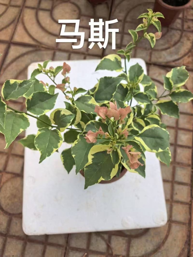 《三角梅》云南三角梅基地/各种规格颜色都有/基地直发
