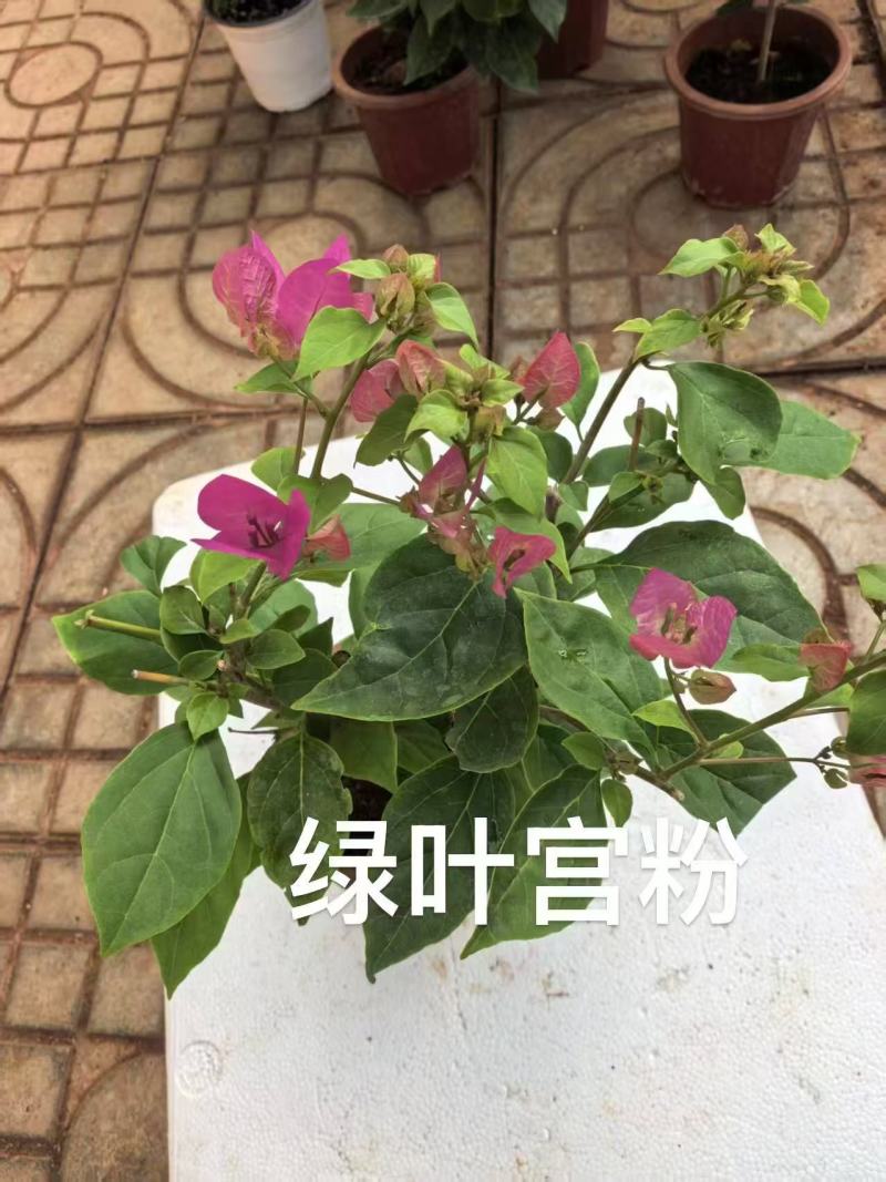 《三角梅》云南三角梅基地/各种规格颜色都有/基地直发