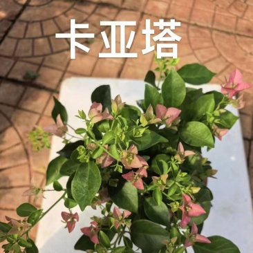 《三角梅》云南三角梅基地/各种规格颜色都有/基地直发