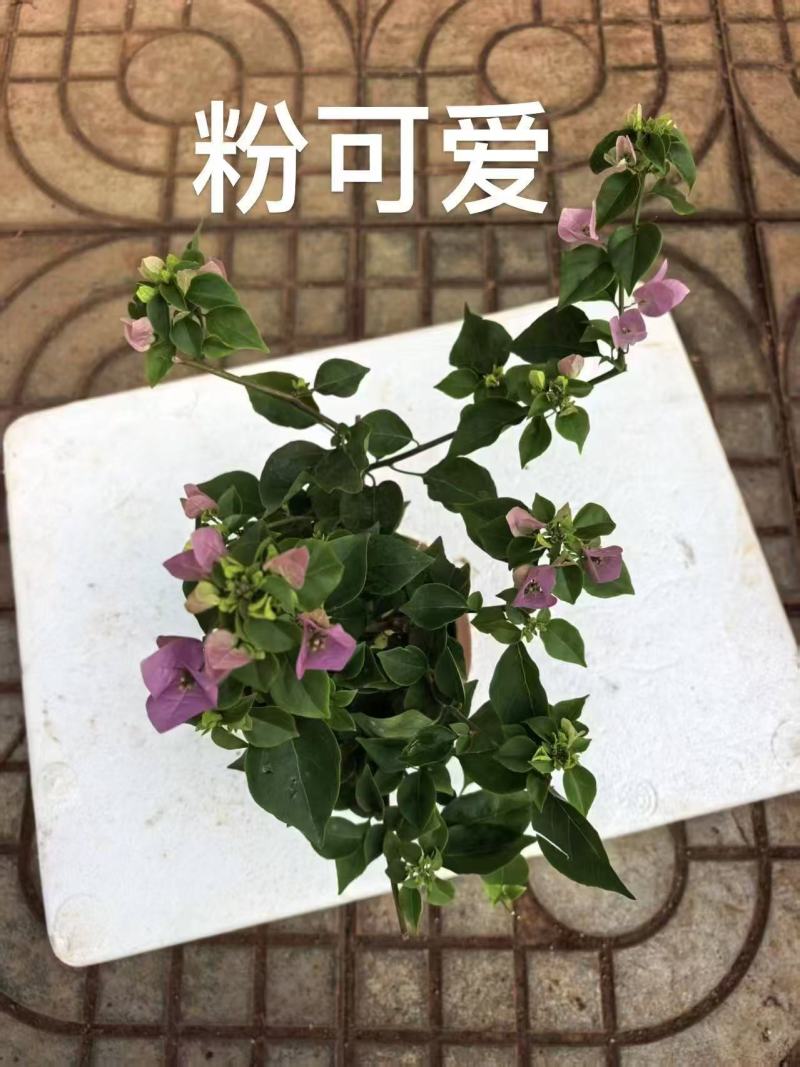 《三角梅》三角梅基地/品种齐全/颜色都有/基地直发