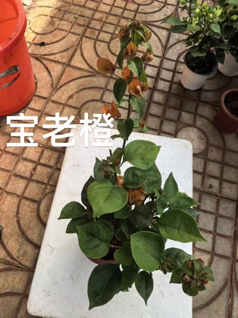 《三角梅》三角梅基地/品种齐全/颜色都有/基地直发