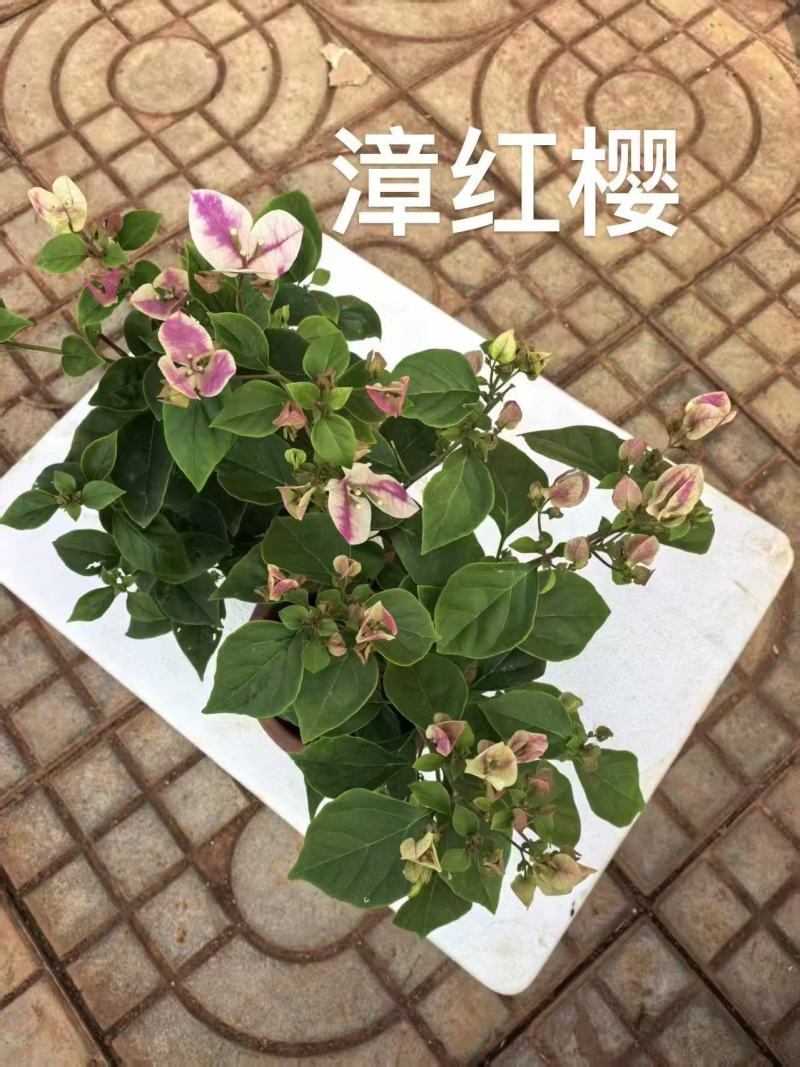 《三角梅》三角梅基地/品种齐全/颜色都有/基地直发