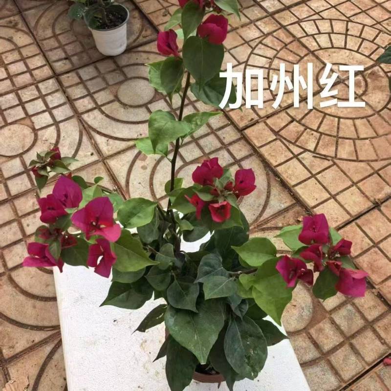 《三角梅》三角梅基地/品种齐全/颜色都有/基地直发