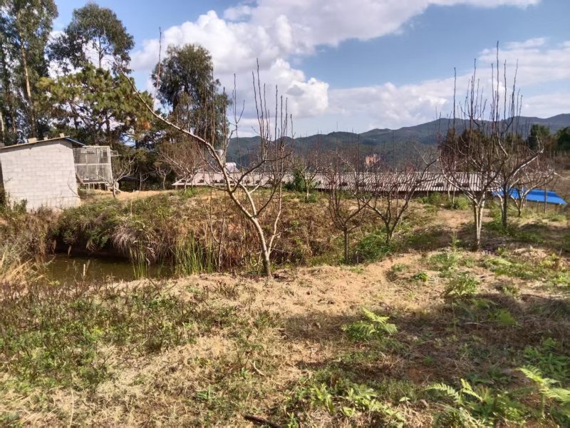 山地果园出租