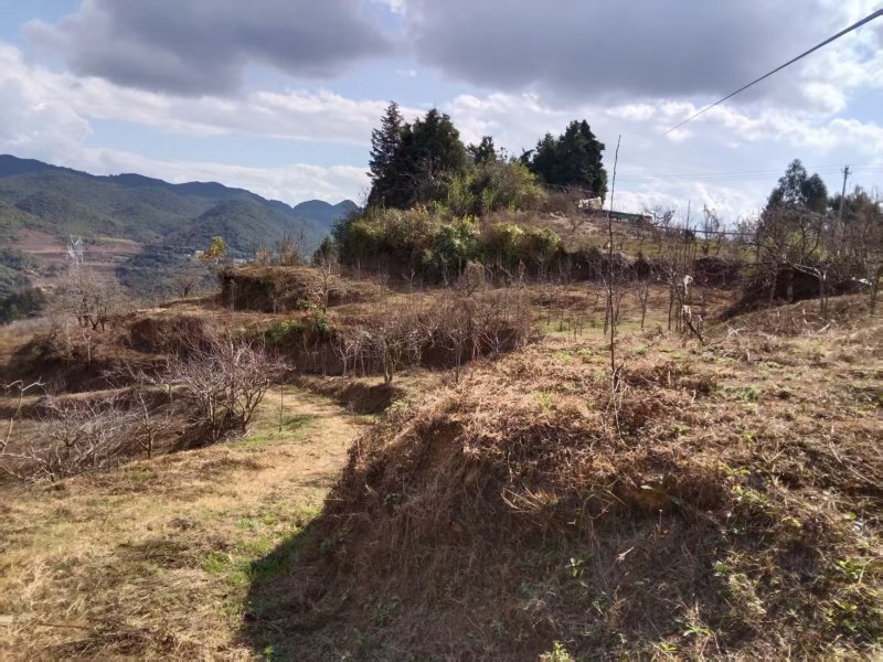 山地果园出租