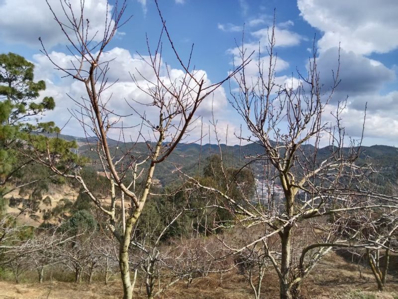 山地果园出租