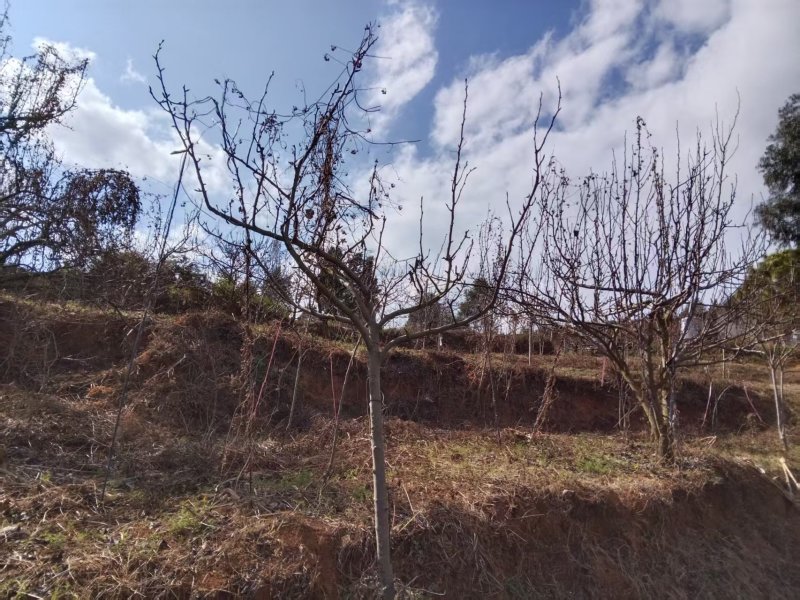 山地果园出租