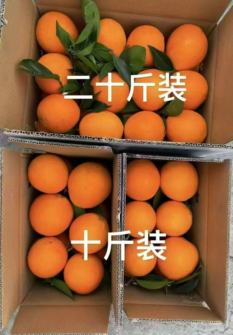 雷波脐橙四川特色基地直发对接商超团购电商一条龙
